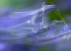 1 Bluebell Blur.jpg